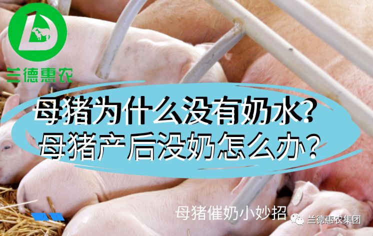 母猪为什么没有奶水？母猪产后没奶怎么办？