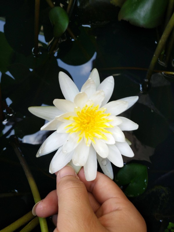 适合栽在庭院的多肉,庭院地栽多肉设计