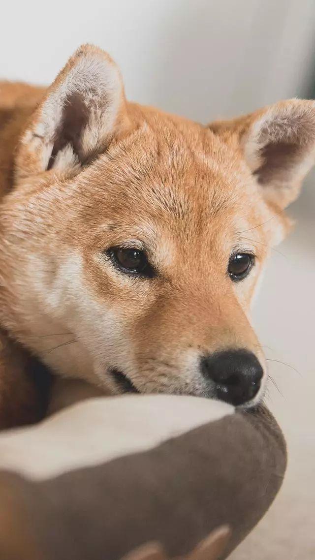 老虎壁纸超清4k手机壁纸iphone,iphone壁纸4k佛像壁纸