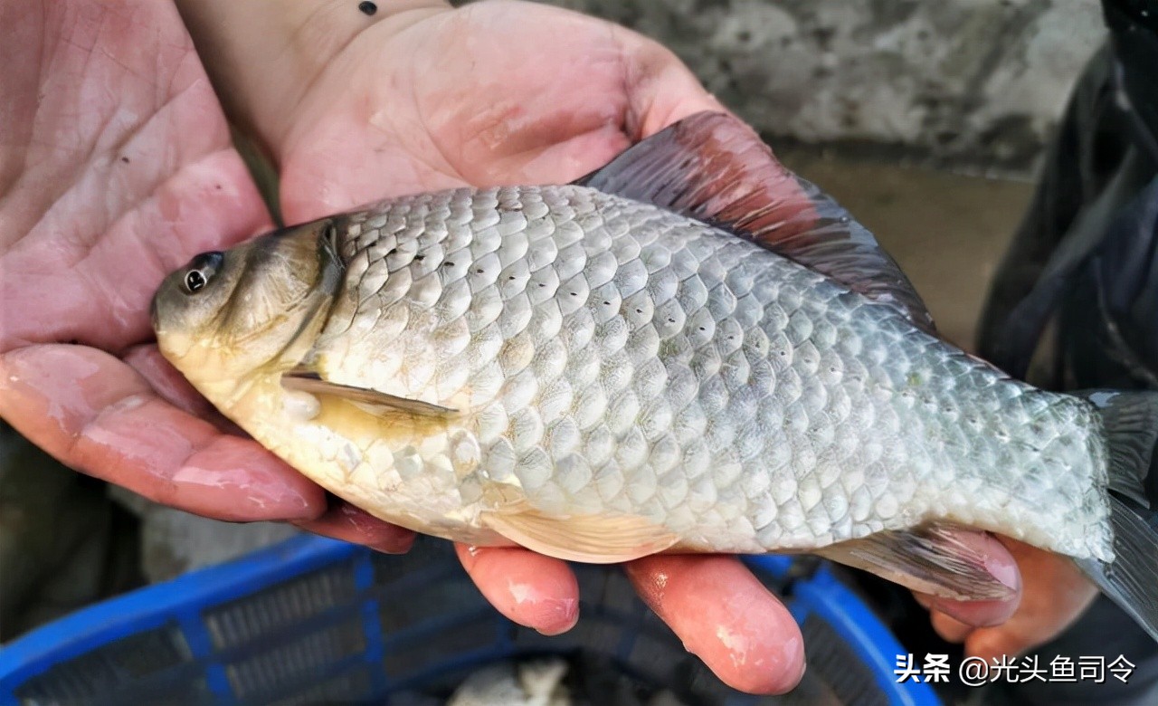 常见几种鱼体寄生虫,鱼类身上肉眼可见的寄生虫