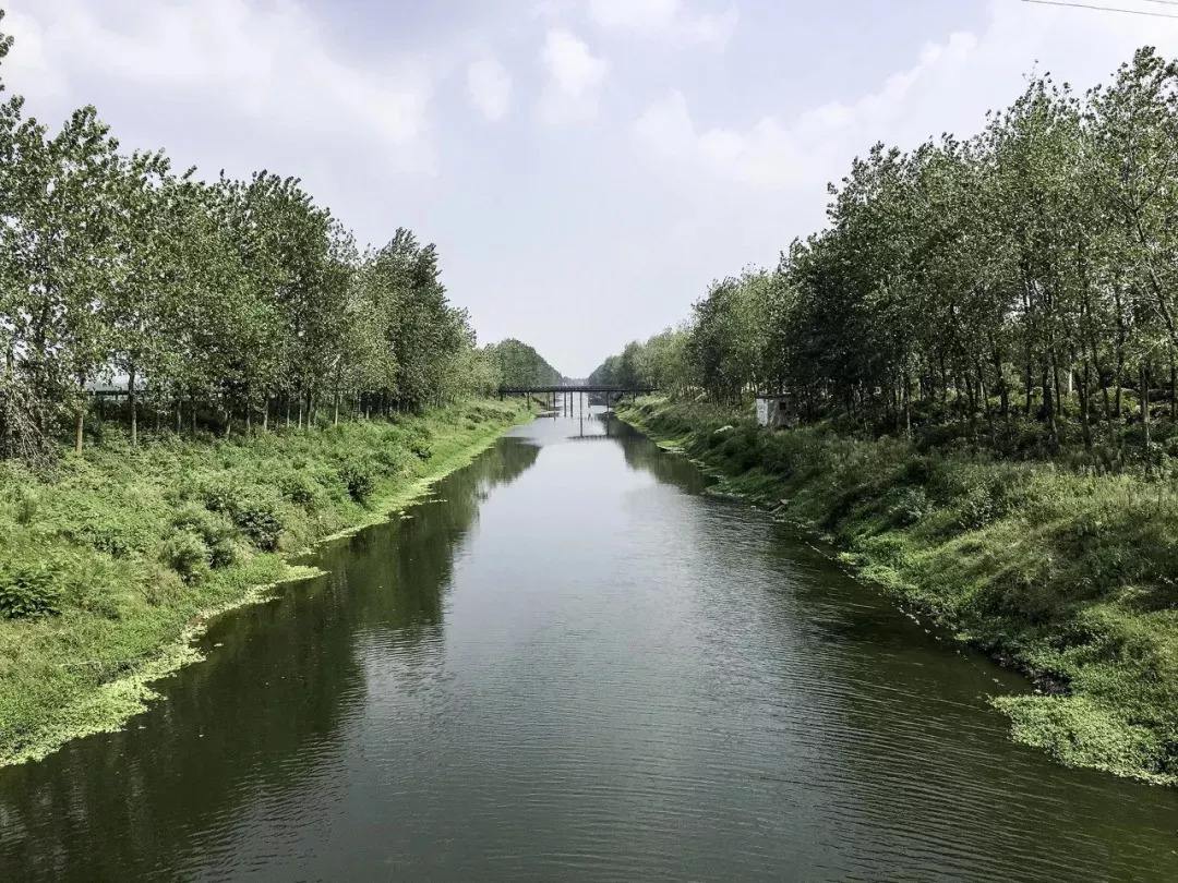 捕鳝鱼的方法与技巧,田里捉鳝鱼的做法