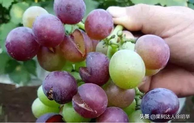 大量裂果怎么办,果子底部裂果什么原因