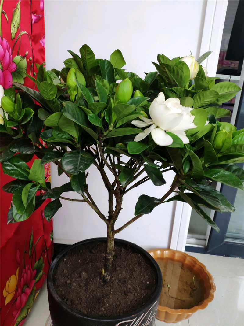 如何才能把栀子花养好,如何才可以把栀子花养好