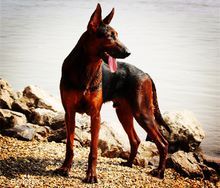 世界上所有的狗品种图片,世界最名贵的狗前十名及其简介