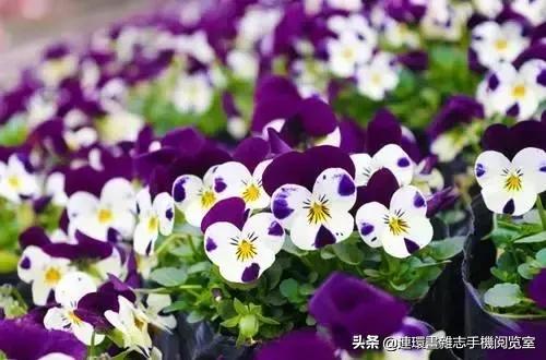 古诗十九首全文及注释,古诗十九首原文及译文