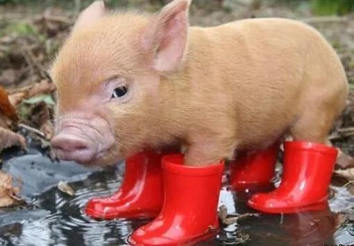 养猪变瘦,育肥猪不吃食一招解决方法