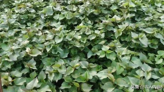 农民种植红薯新方法,农民种植红薯怎么施肥