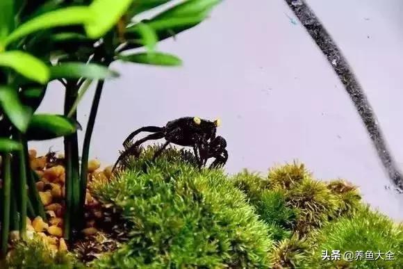 养鱼大神都养什么鱼,鱼缸养鱼都有哪些鱼