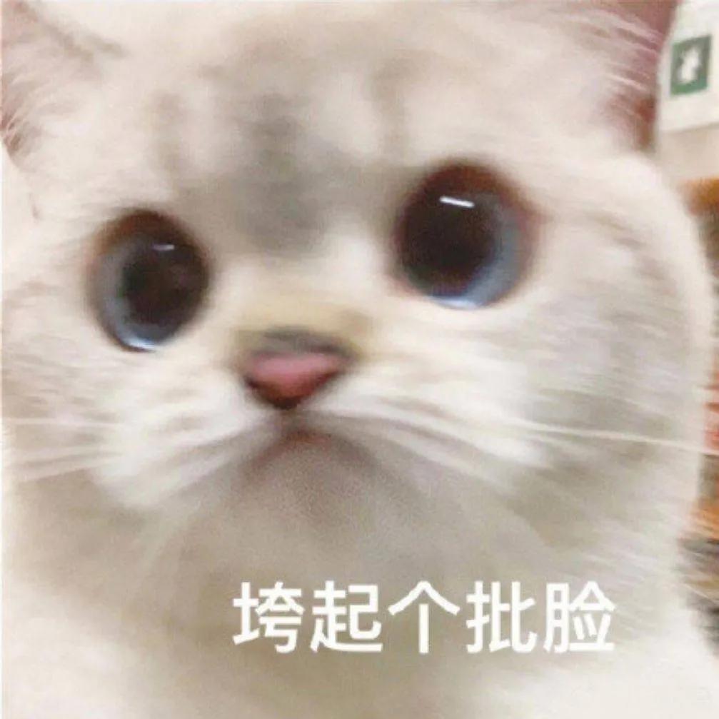 中国猫的雅称,猫生百态包括什么