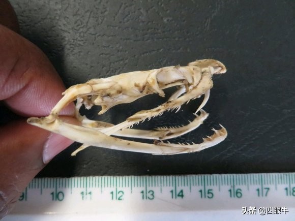 狂野澳洲的致命毒蛇—太攀蛇