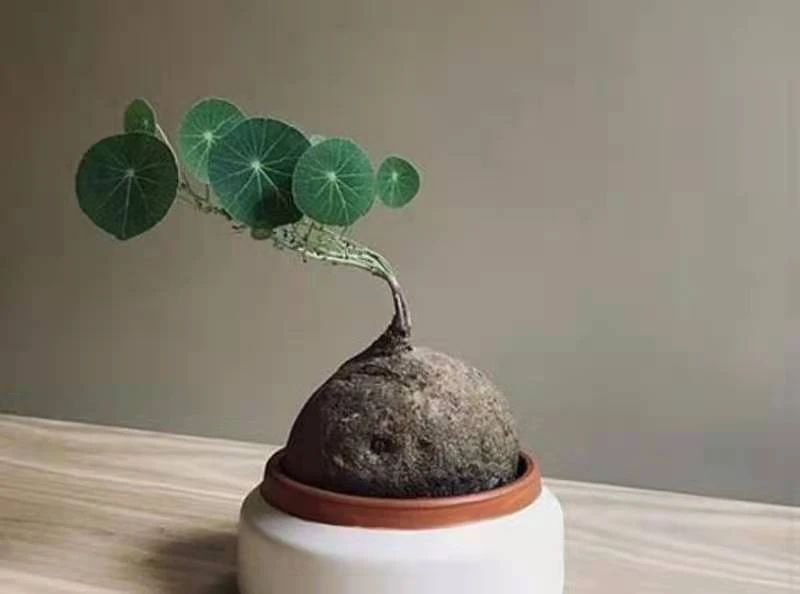 买了一个特小的山乌龟能长大吗,哪种山乌龟可以长叶子