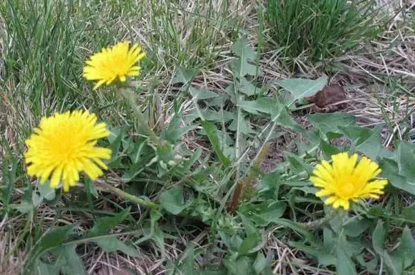 武穴又到挖野菜的时候了，江边好多人都在挖野菜，你吃了吗？