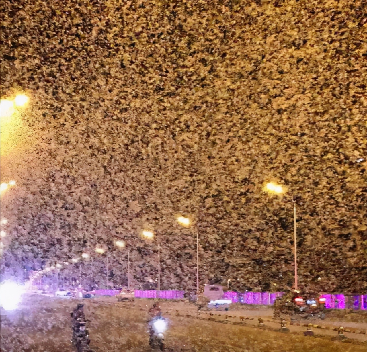 邓州大量飞蛾聚集的原因,邓州一桥面出现大量飞蛾