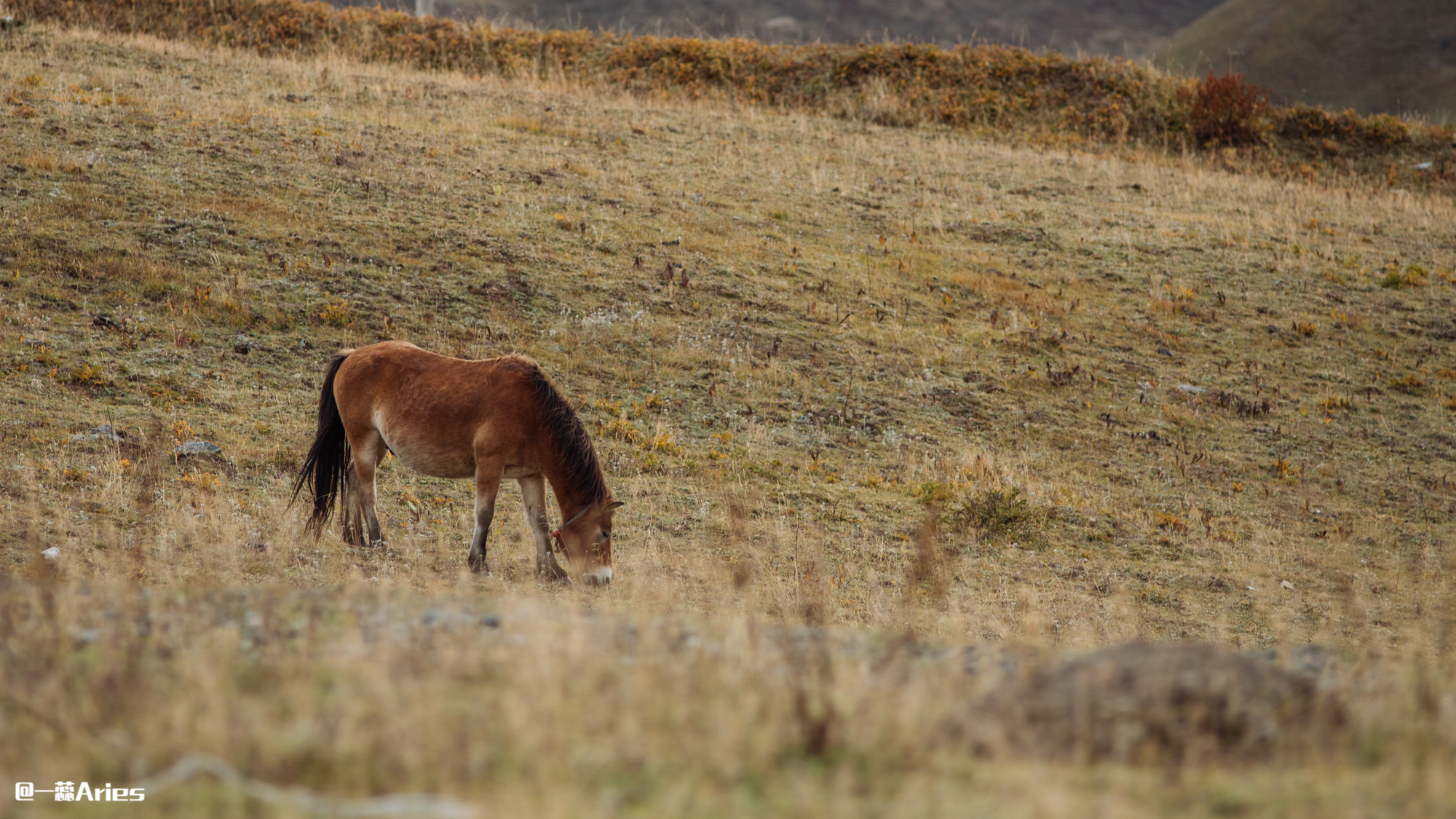 川西赏秋什么时间最好,推荐全球十大最佳赏秋胜地