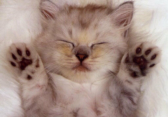 猫咪有没有被完全驯化,猫咪为什么能被驯化