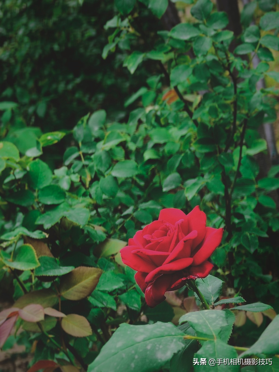 为什么大部分手机不使用长焦镜头,手机的长焦镜头变焦时会动吗