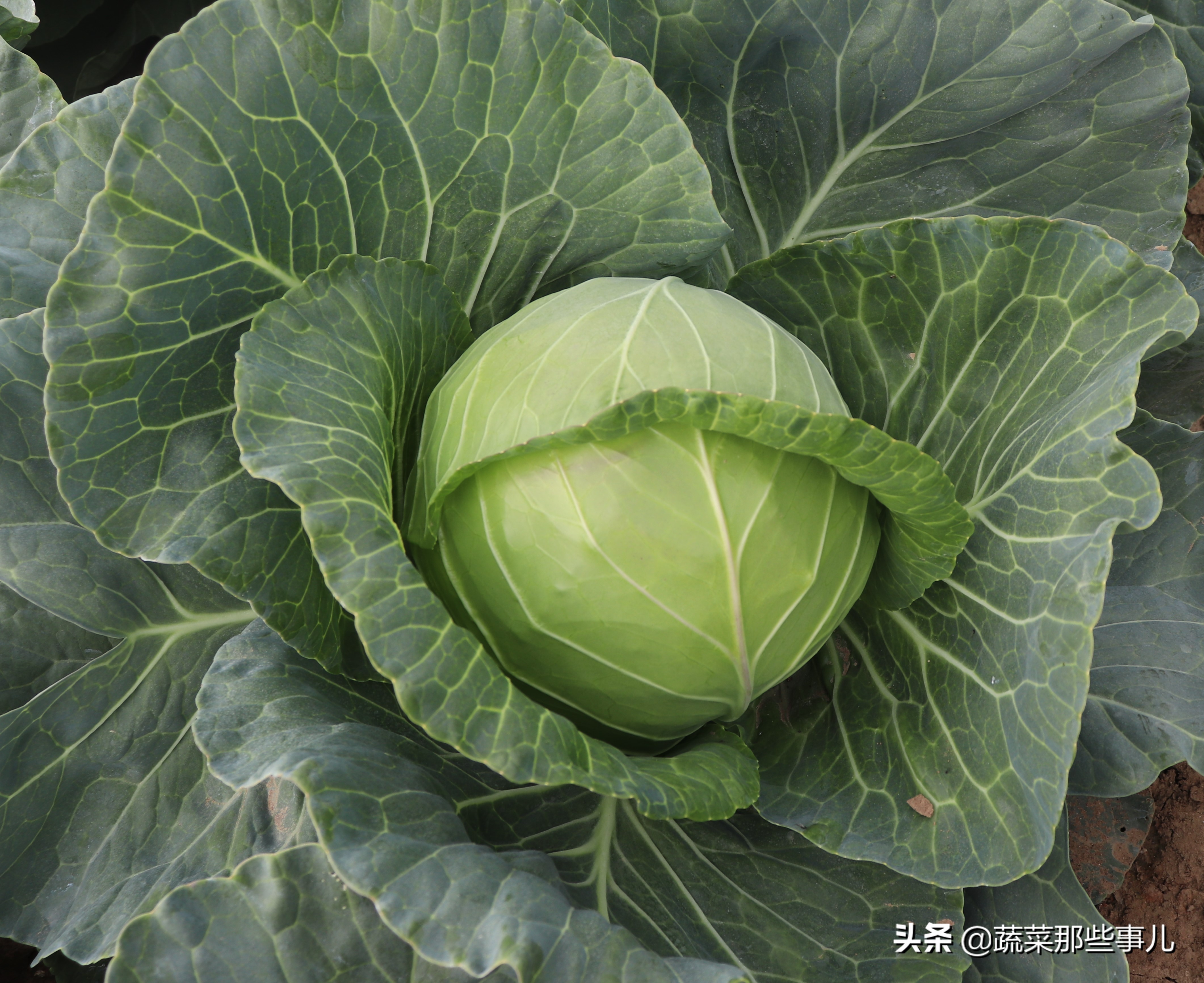 十字花科蔬菜种子,十字花科蔬菜名单