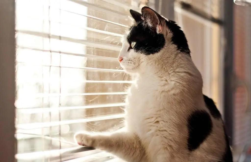 猫耳朵痒怎么办快速解决方法,我家猫脖子特别痒