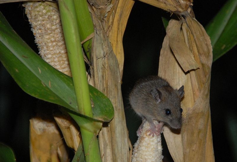 竹子开花必须要马上搬家的原因,竹子开花必定搬家什么意思