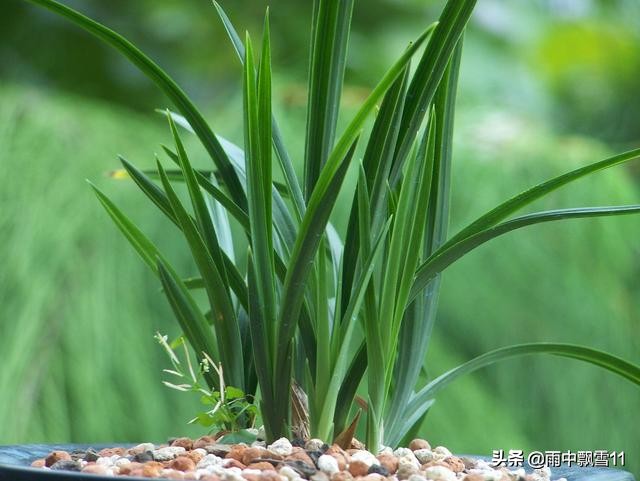 兰花如何养殖才能养得更好,关于兰花的养殖方法和技巧