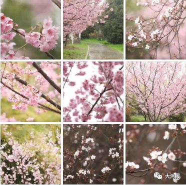 河南1例外籍人士确诊，全力救治14天；武大樱花开了丨大河早新闻