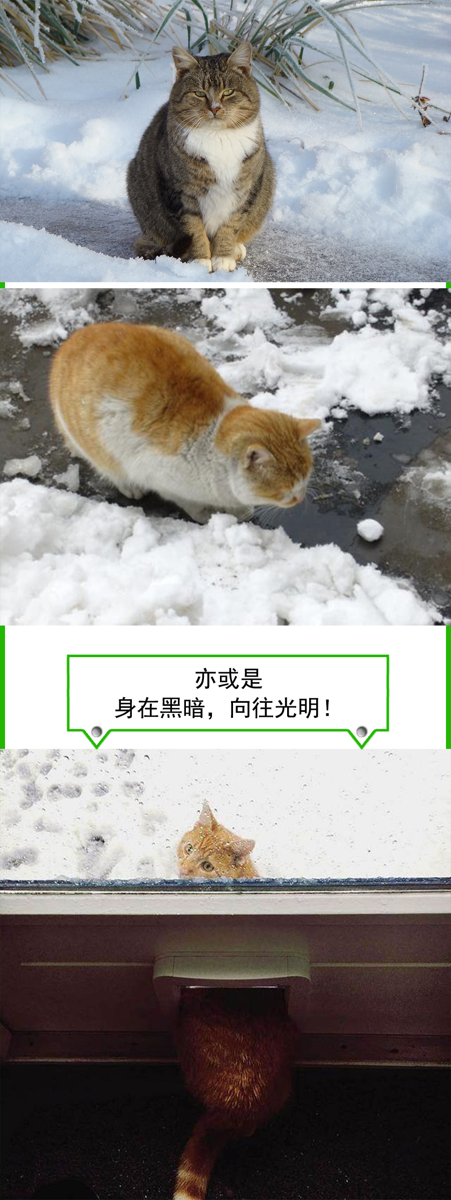 猫爪为什么那么有力,猫爪那么锋利猫舔手不会受伤吗