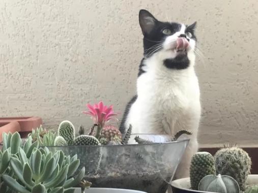 猫粮排行榜爆款新款,发育宝美食森林猫粮怎么样