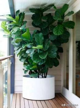 适合客厅养的植物吸甲醛,客厅什么盆栽好吸甲醛好养