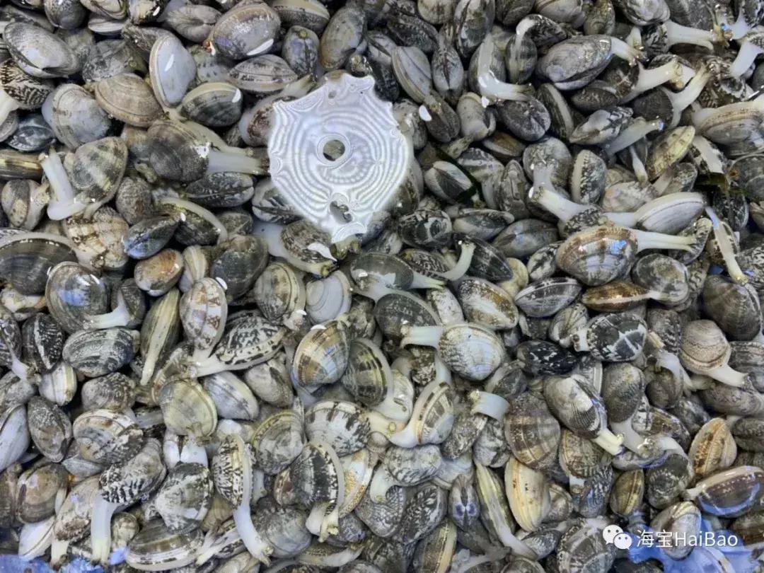 大连海域常见贝类,大连地区海产贝类原色图鉴