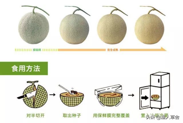 海阳网纹瓜和静冈蜜瓜,新疆网纹蜜瓜描述