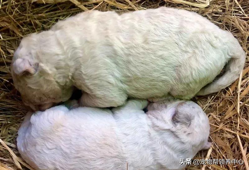 幼犬绿色稀的便便什么原因,幼犬出生1个月毛为什么会变色