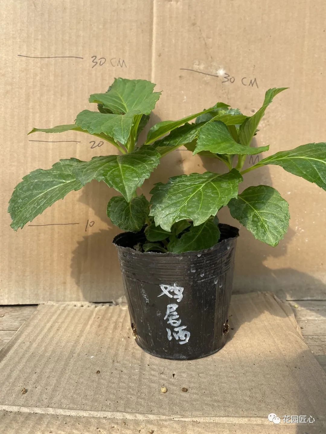 最漂亮的十种绣球,最省心的绣球