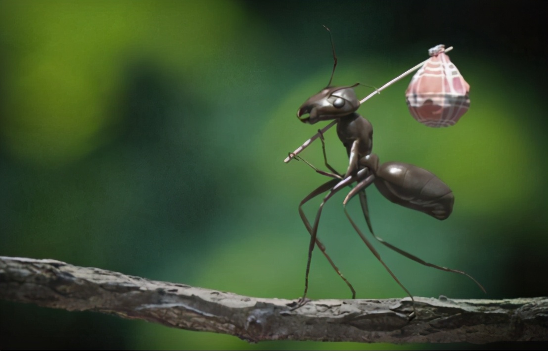 蚂蚁建地下王国,建设城市会考虑蚂蚁么