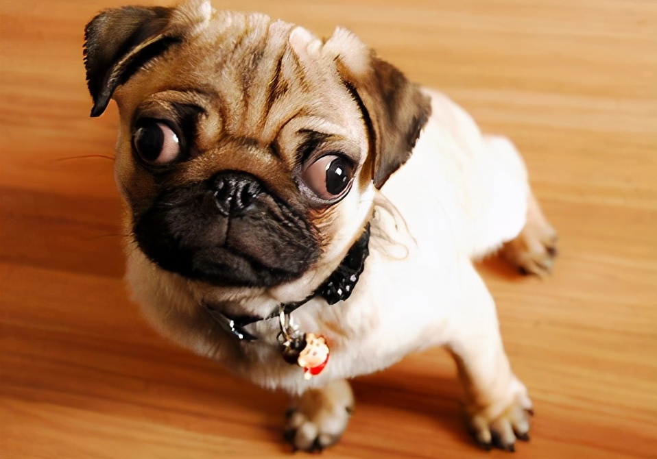 巴哥犬的体臭能彻底清除,两个月巴哥犬怎么除体臭