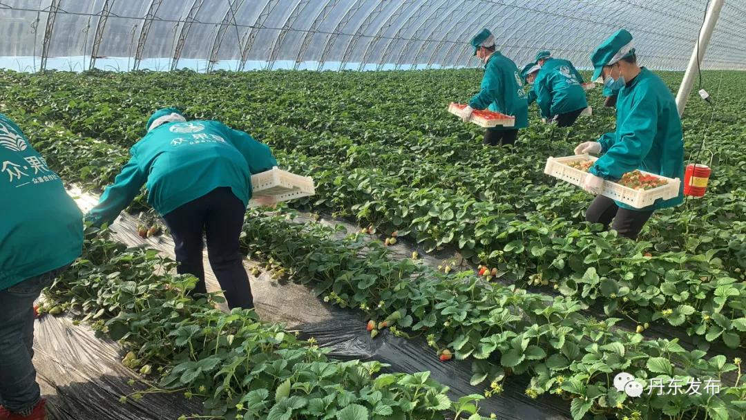 东港草莓栽种视频,东港草莓怎么管理怎么施肥