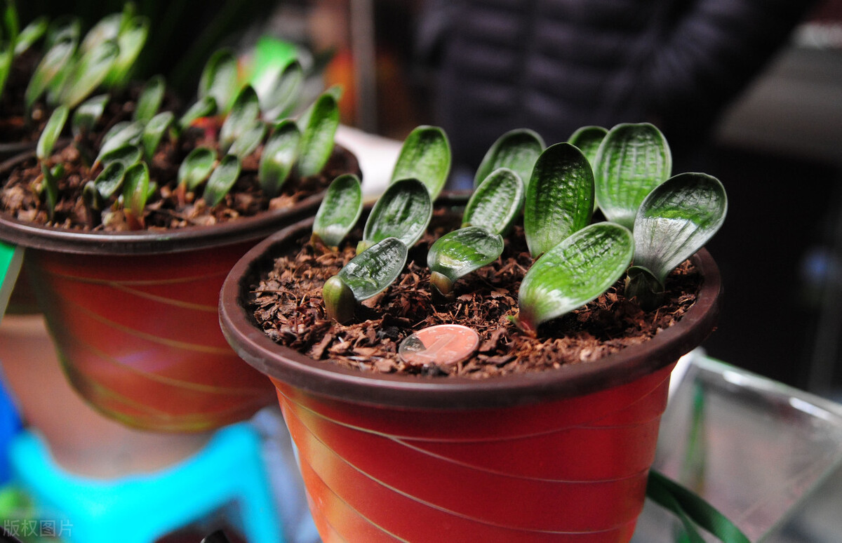 君子兰有六怕你知道吗,君子兰最怕的五种事情