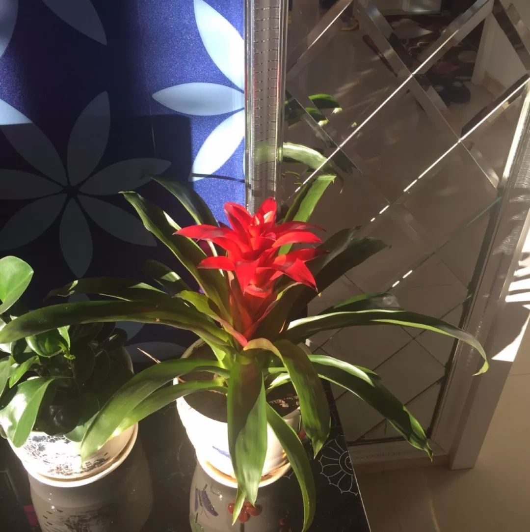 鸿运当头叶片萎缩干枯发黑,鸿运当头叶子干枯怎么回事