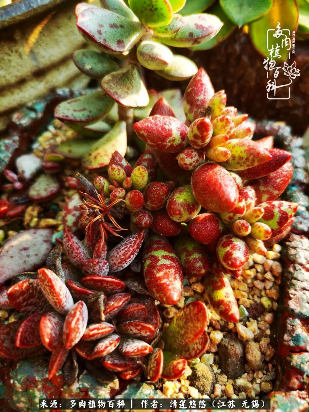 可爱多肉的露脸照,多肉大合照视频