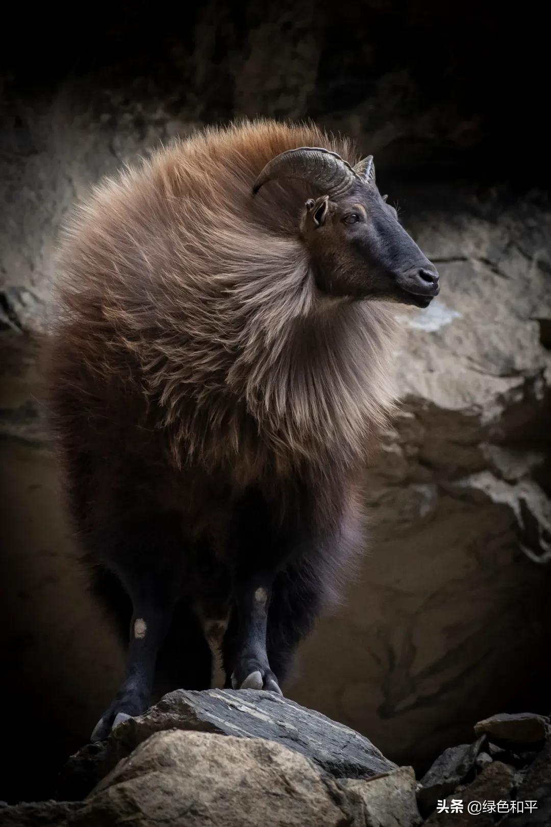 自然合伙人|“三江主人”彭建生：建一座图像喜马拉雅的藏族汉子