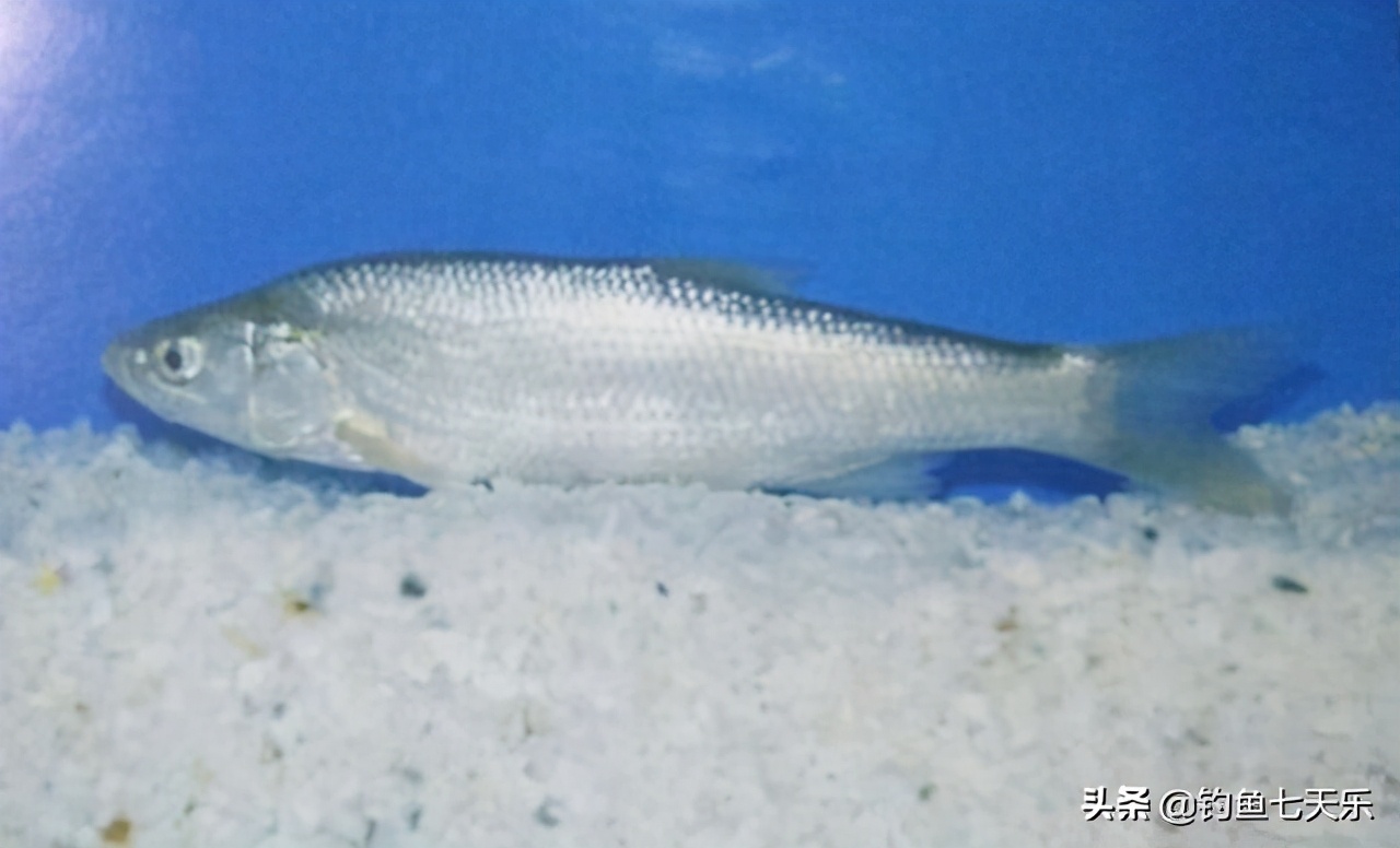 黄河中的淡水鱼,黄河濒临灭绝的鱼