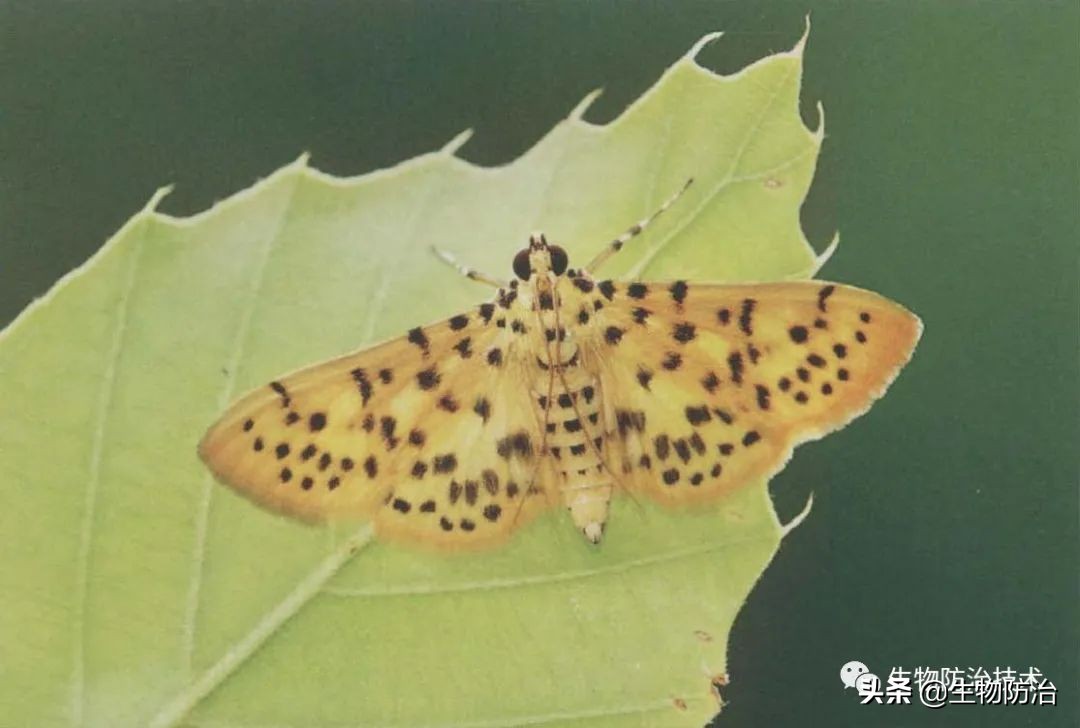 蛀干害虫是钻蛀害虫吗,果树枝干钻蛀害虫图片