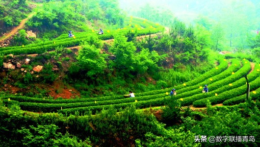 江北第一茶崂山绿茶,崂山茶pk日照绿