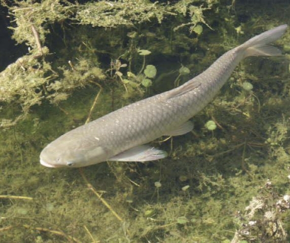 一亩鱼塘能养多少草鱼以喂草为主,一亩鱼塘可以养殖多少条草鱼