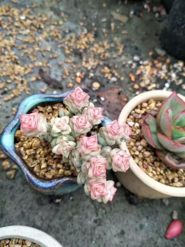 多肉被风雨袭击,多肉被雨水泡过怎么办