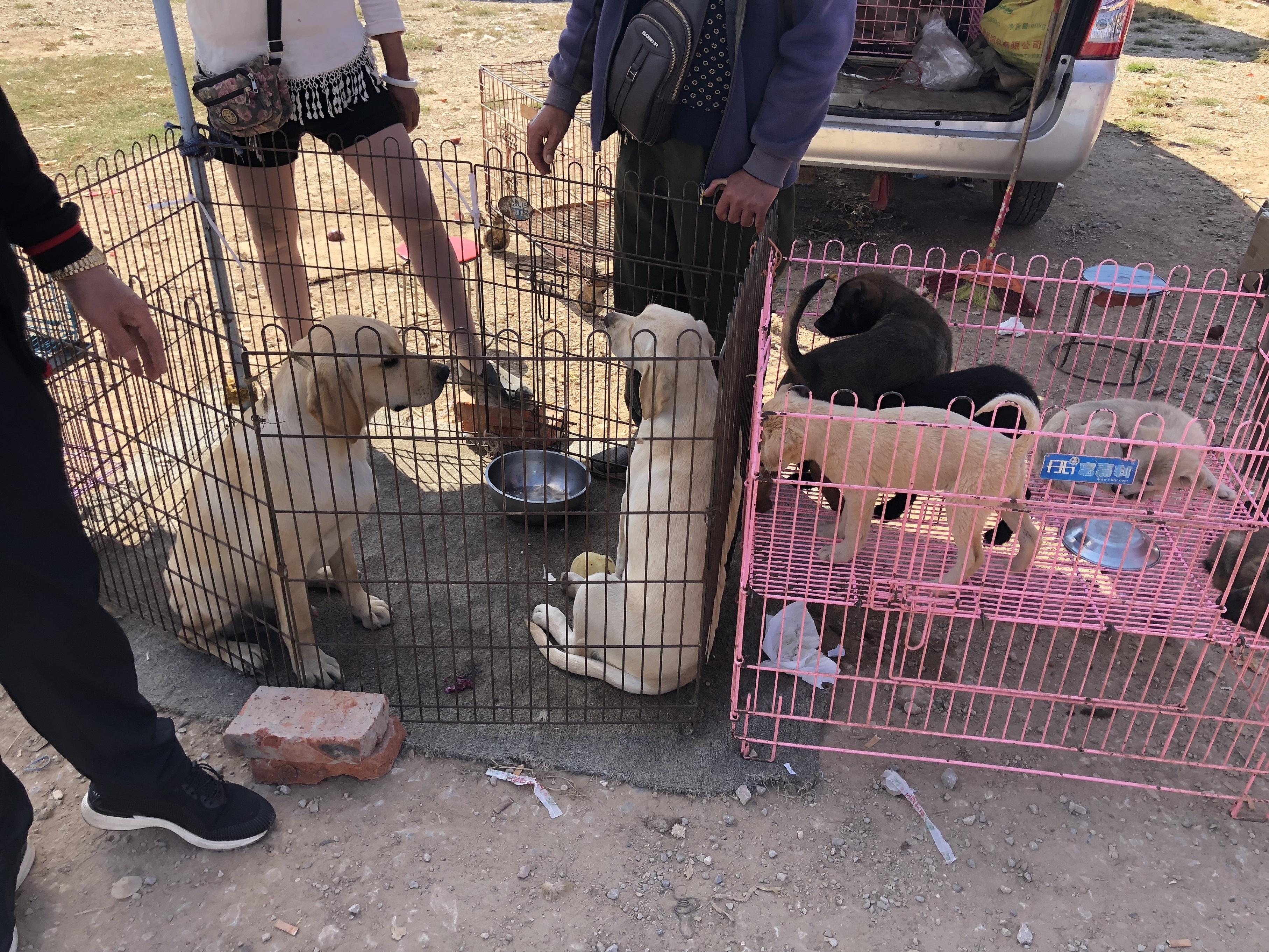 拉布拉多犬多少钱一只100元,拉布拉多成年狗市场价能值多少钱