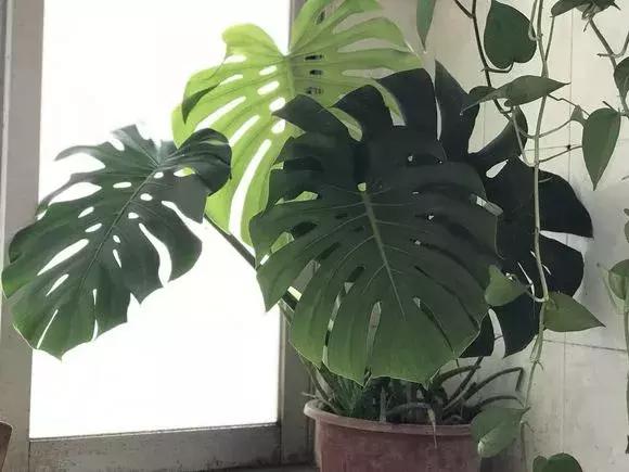 适合家里养的喜阴花,家里适合养的喜阴花