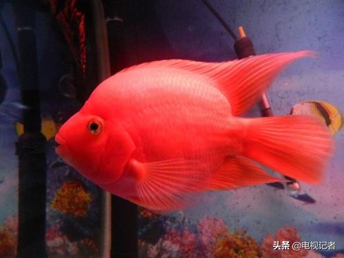 老鱼和小鱼作品,老鱼和小鱼的区别