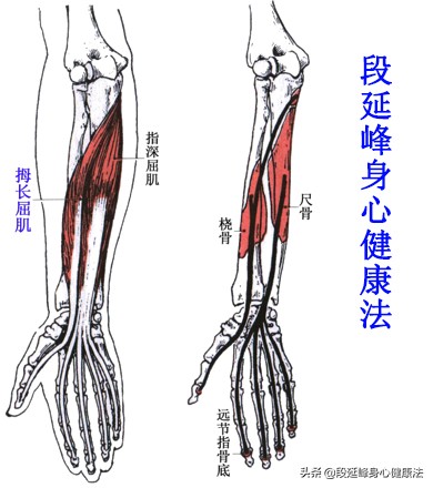 拇指缩短性腱鞘炎,拇指腱鞘炎屈伸不利