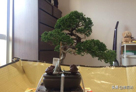 真柏大飘枝式盆景制作,真柏盆景上盆制作视频