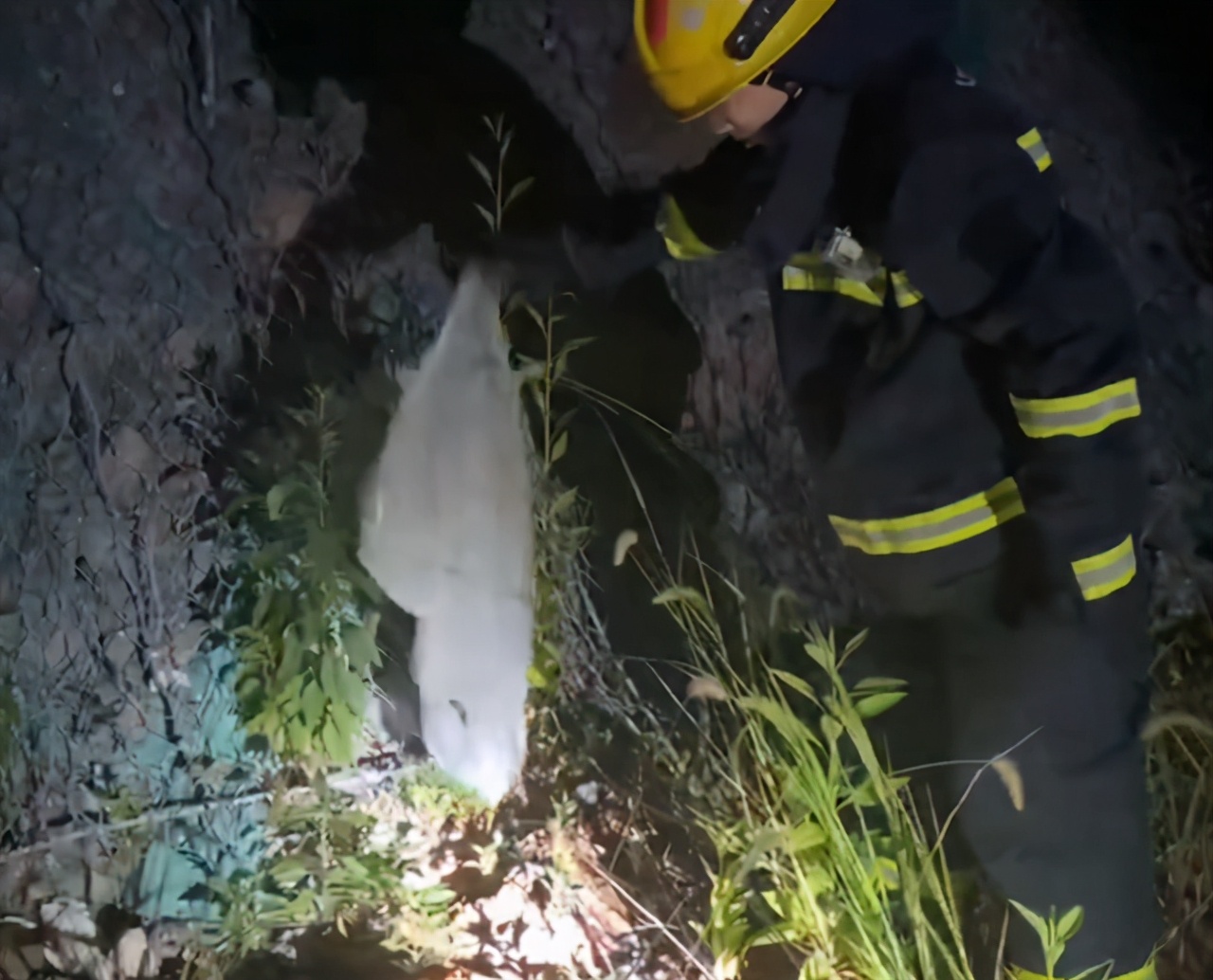 湖南一男子上厕所遇剧毒眼镜蛇,一男子在枕头下发现五步蛇